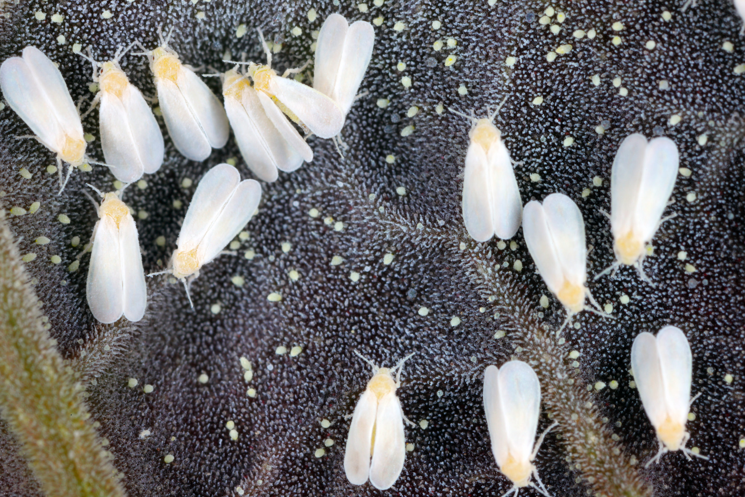 Белокрылки