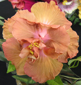 Гибискус сорта Браун Дерби