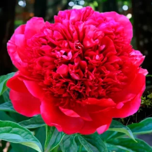 Пион Red Charm