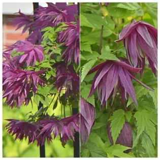 Purple Surprise