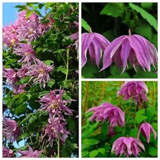 Purple Dream