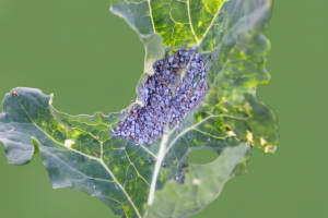 Тля капустная (Brevicoryne brassicae)